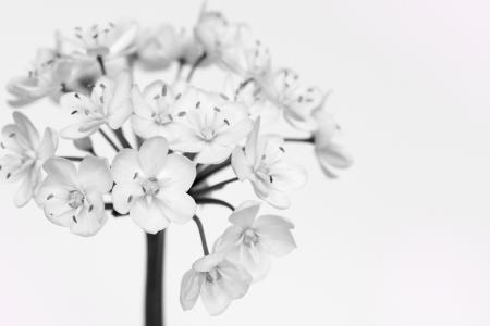 White Flowers