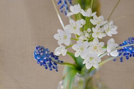 White Flowers