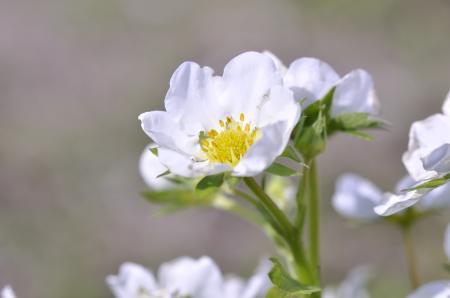 White Flowers