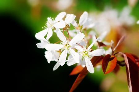 White Flowers