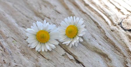 White Flowers