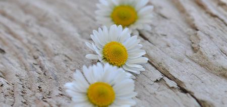 White Flowers