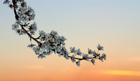 White Flowers