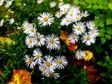 White Flowers