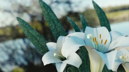 White Flowers