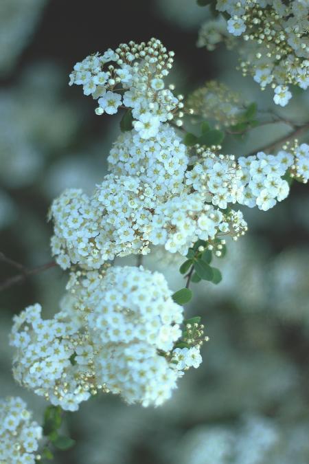 White Flowers