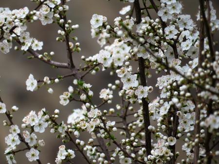White Flowers