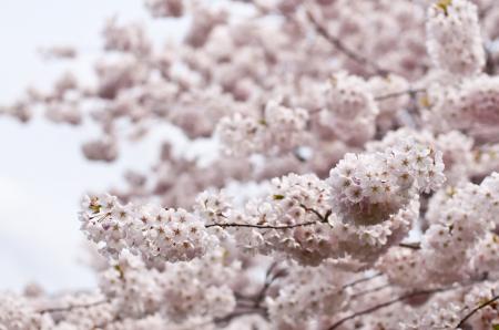 White Flowers