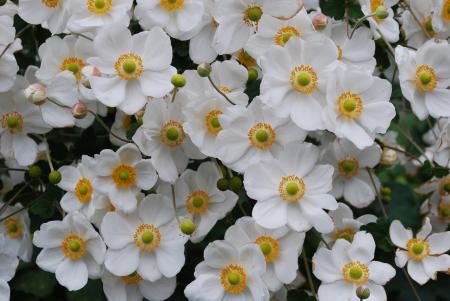white flowers