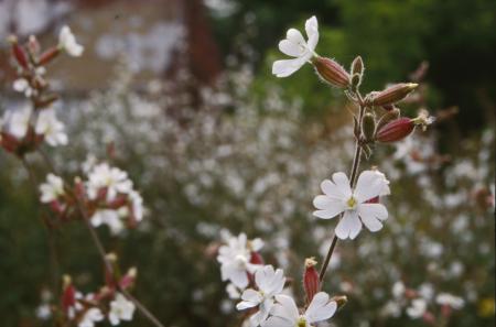 White flowers