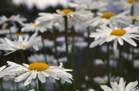 White flowers