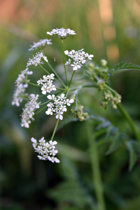 White flowers