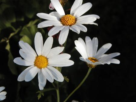 White flowers