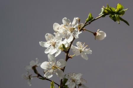 White Flowers