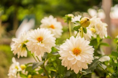 White Flowers