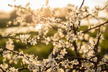 White Flowers