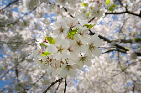 White Flowers