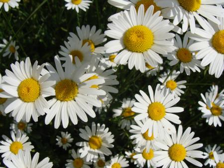 White Flowers