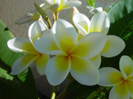 White Flowers