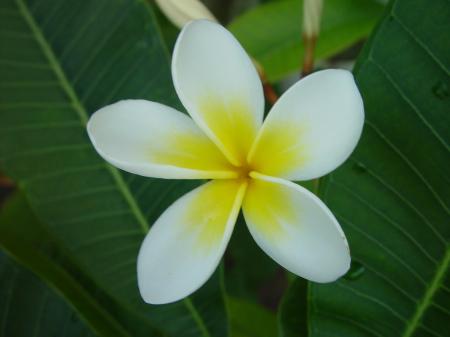 White Flowers