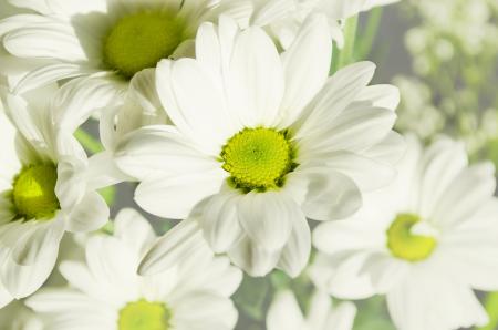 White Flowers