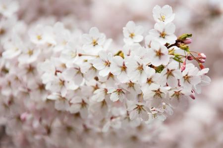 White Flowers