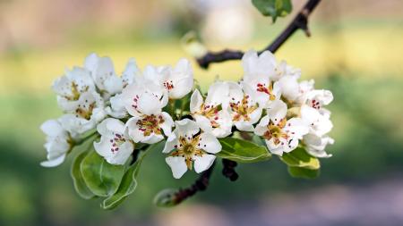 White Flowers