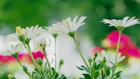 White Flowers