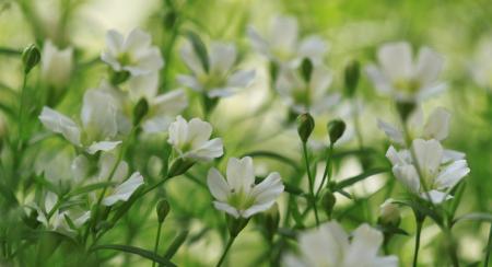 White Flowers