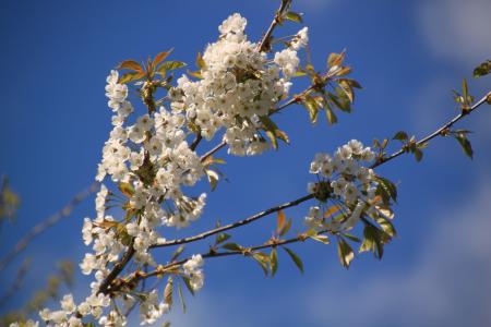 White Flowers