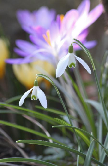 White Flowers