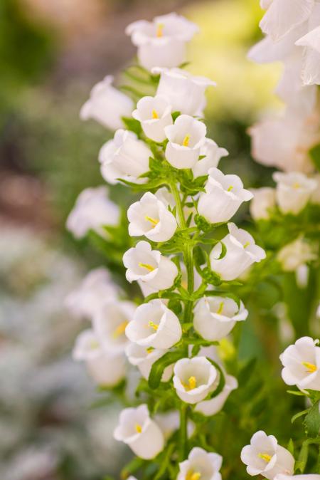 White Flowers