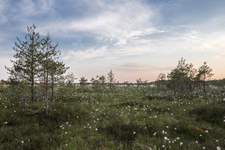 White Flowers in the Field