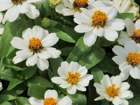 White Flowers in the Garden