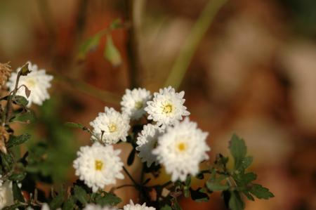 White flowers on a dark background