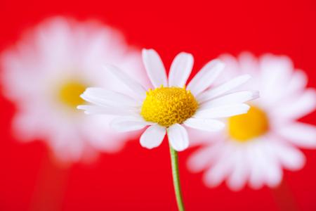White Flowers on Red
