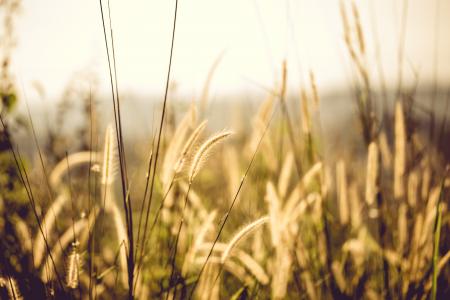 White Fountain Grass