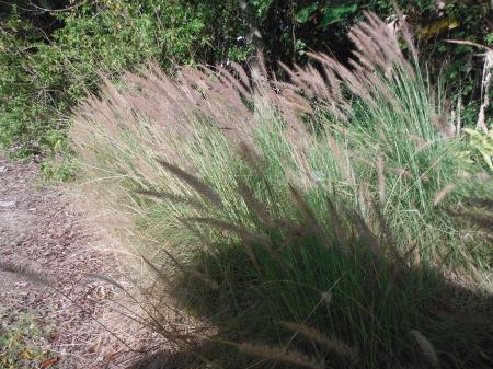 White Fountain Grass