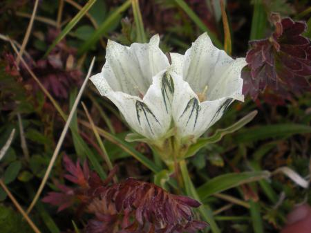 White Gentian