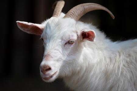 White Goat