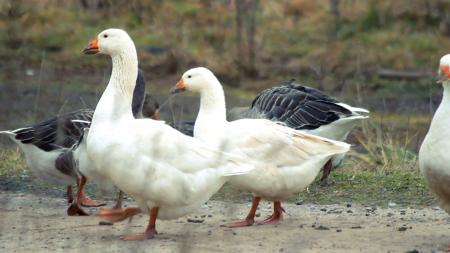 White Goose