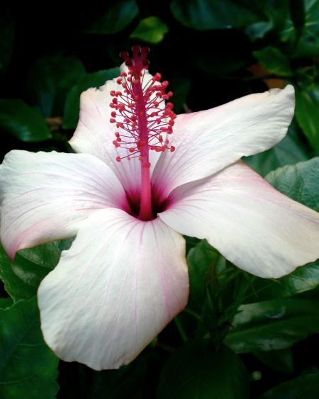 White Hibiscus