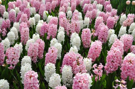 White Hyacinth