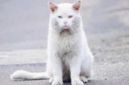 White Kitty