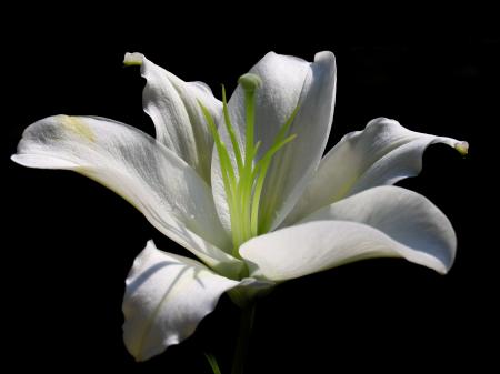 White lily flower