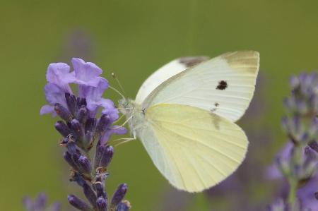 White Ling in the Garden