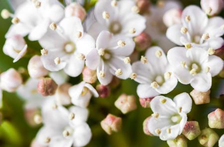 White little flowers