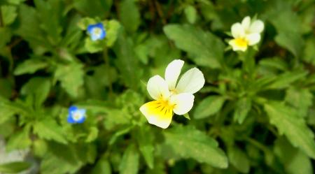 White little flowers