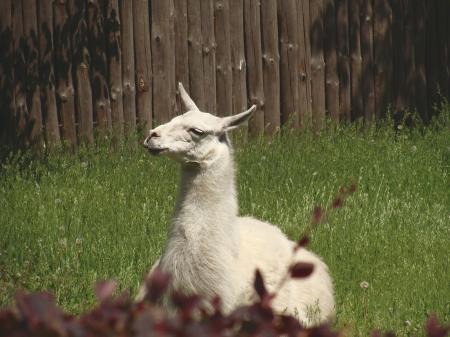 White Llama Lying on Green Grass Under Sunny Sky during Daytime