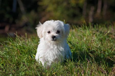 White Long Coated Dog on Grassland